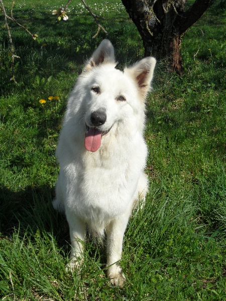 Easy Du royaume des crocs blancs