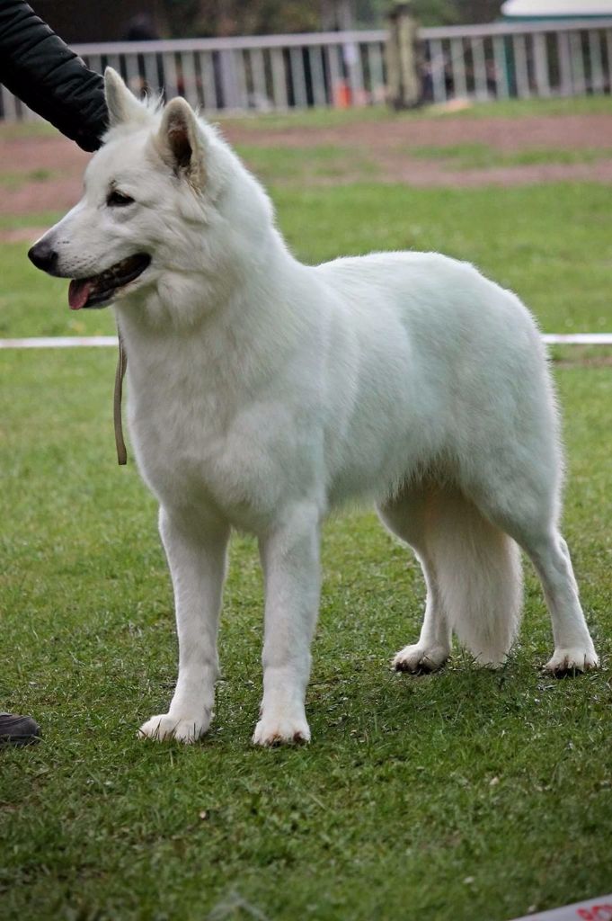 My lady million Du Domaine De La Heidenkirche